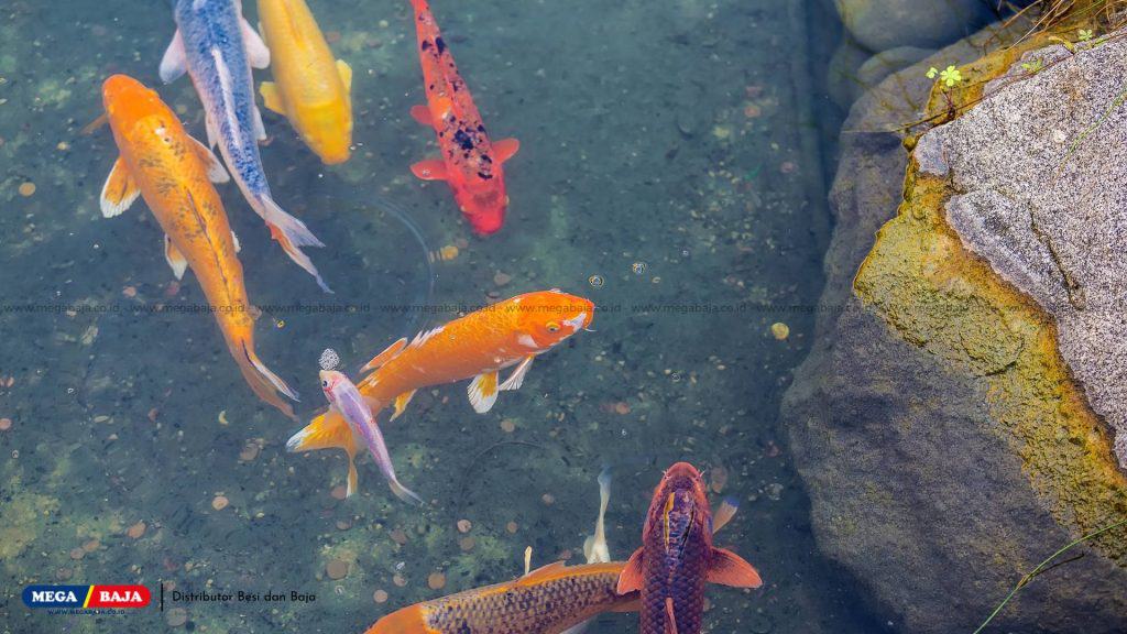 Beri Kolam Ikan untuk Menambah Relaksasi