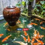 Kolam Ikan Mini di Teras Rumah