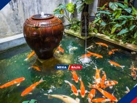 Kolam Ikan Mini di Teras Rumah