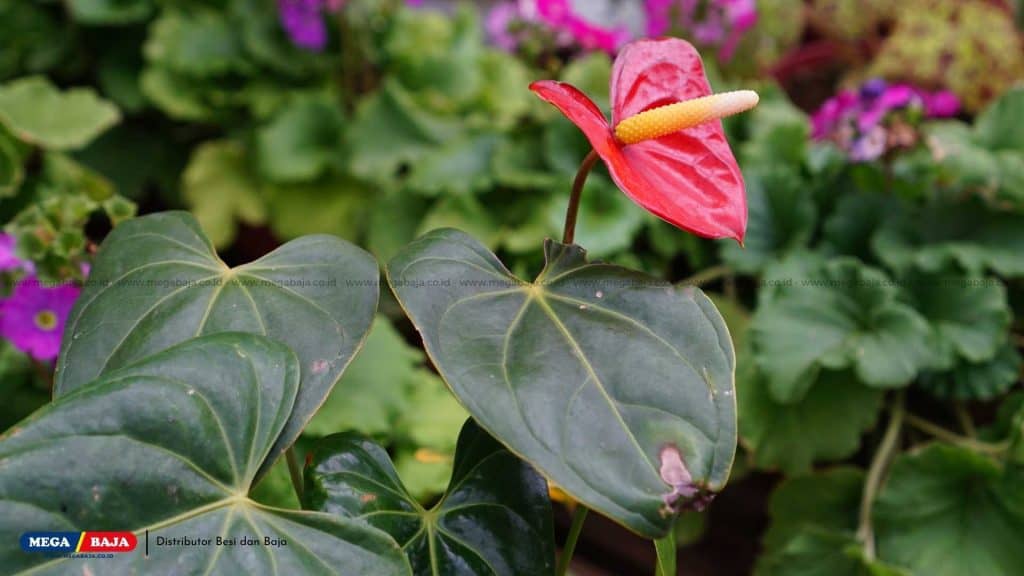 Anthurium Andraeanum atau Bunga Flamingo