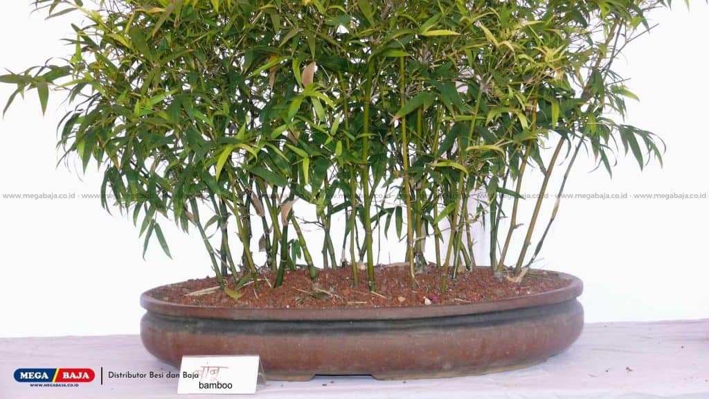 Bonsai Bambu