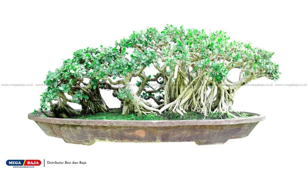 Bonsai Beringin