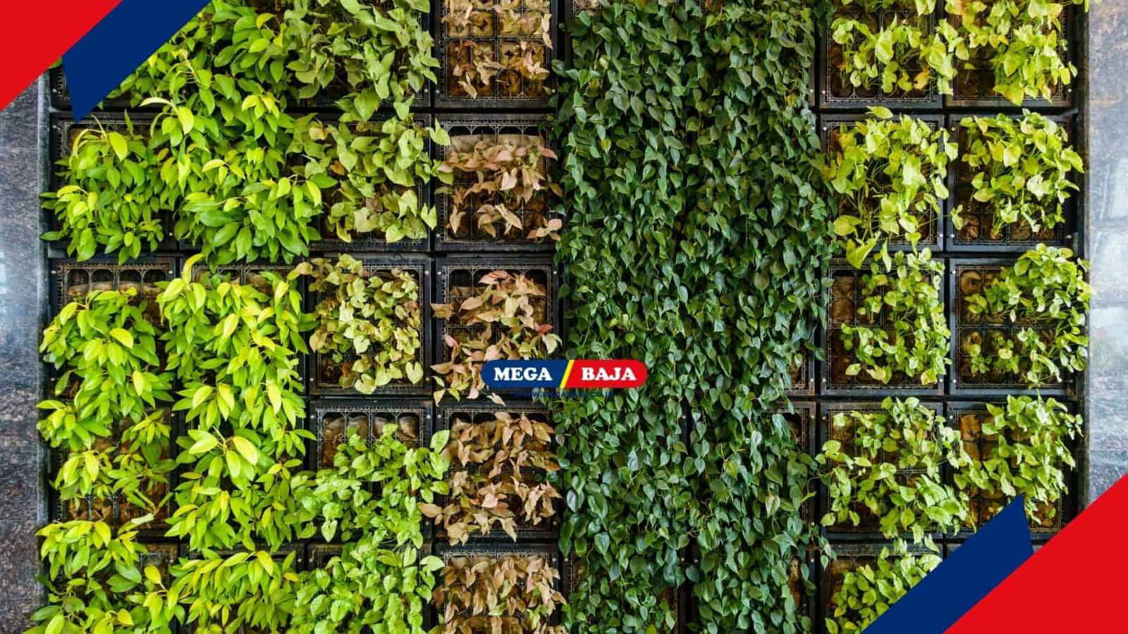 Cari Tanaman Hias untuk Outdoor Vertical Garden_ Ini Dia Listnya!