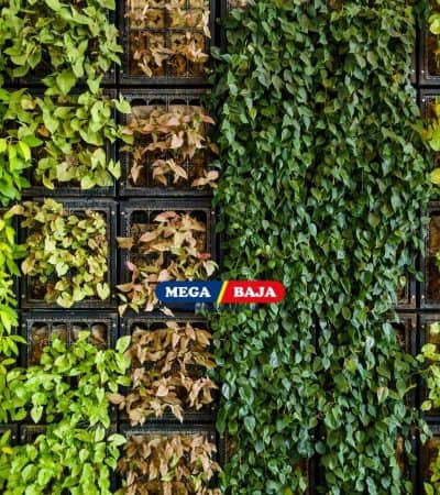 Cari Tanaman Hias untuk Outdoor Vertical Garden_ Ini Dia Listnya!