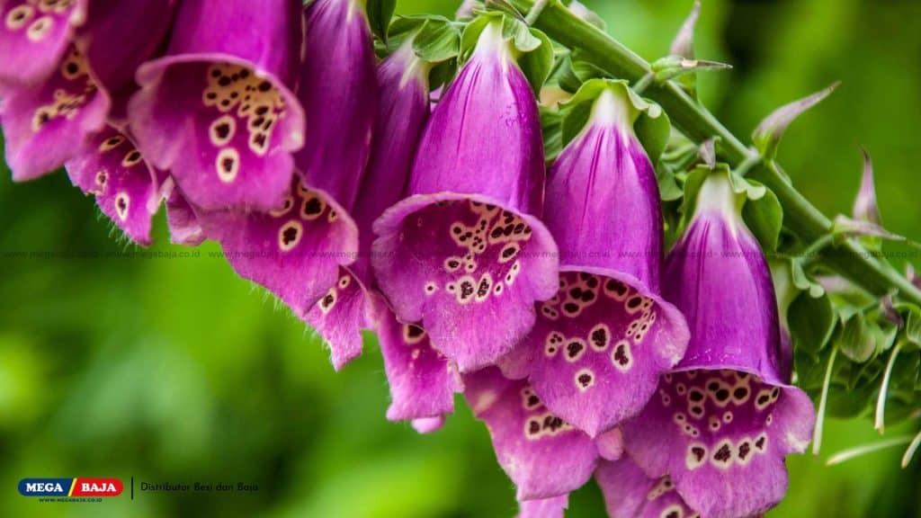 Foxgloves