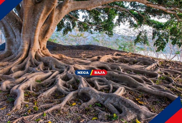 Hati-hati! Akar Pohon Ini Bisa Merusak Bangunan Rumahmu