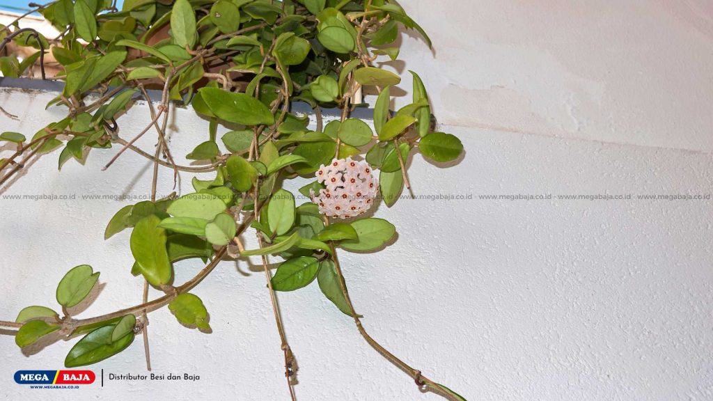 Hoya Carnosa