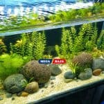 Kenalan dengan Aquascape Dekorasi yang Membawa Keindahan Biota Air ke Rumahmu