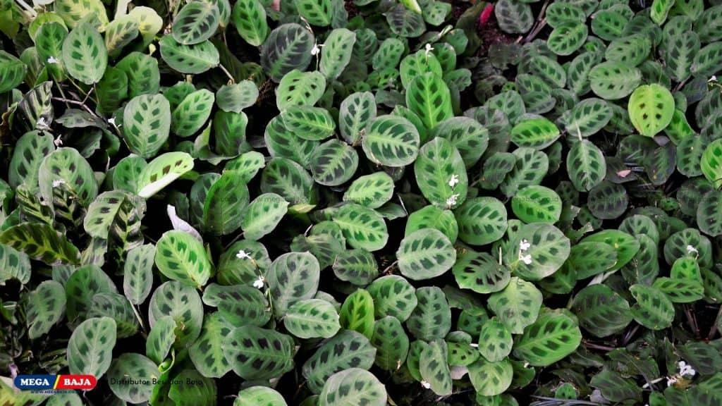 Maranta Leuconeura