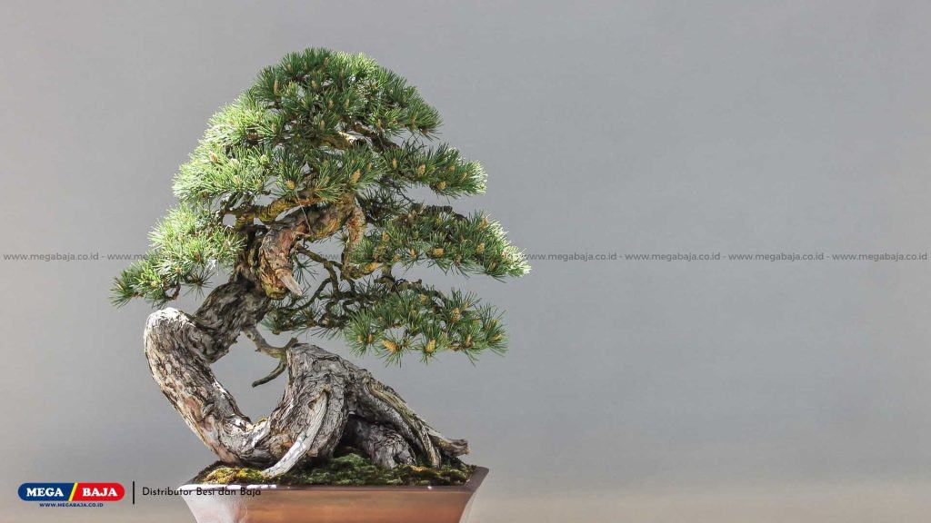 Mengenal Tanaman Bonsai