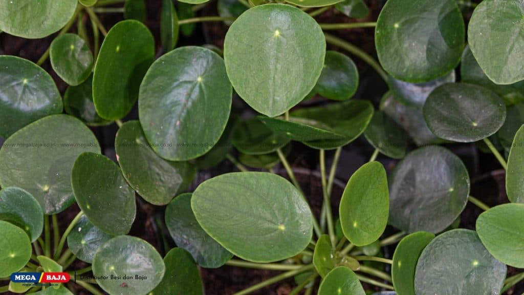 Money Plant