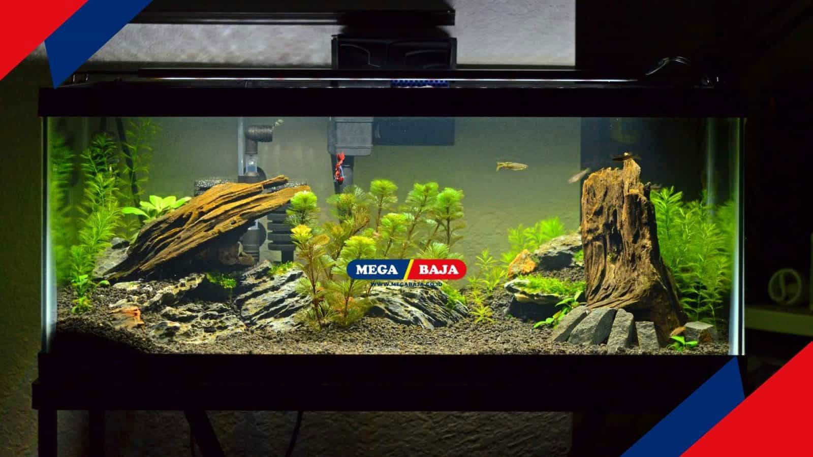 Mudah! Ini Langkah-Langkah Membuat Aquascape untuk Pemula di Rumah