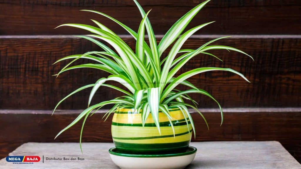 Spider Plant