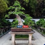 Tanaman Bonsai_ Kecantikan Alam dalam Pot Kecil