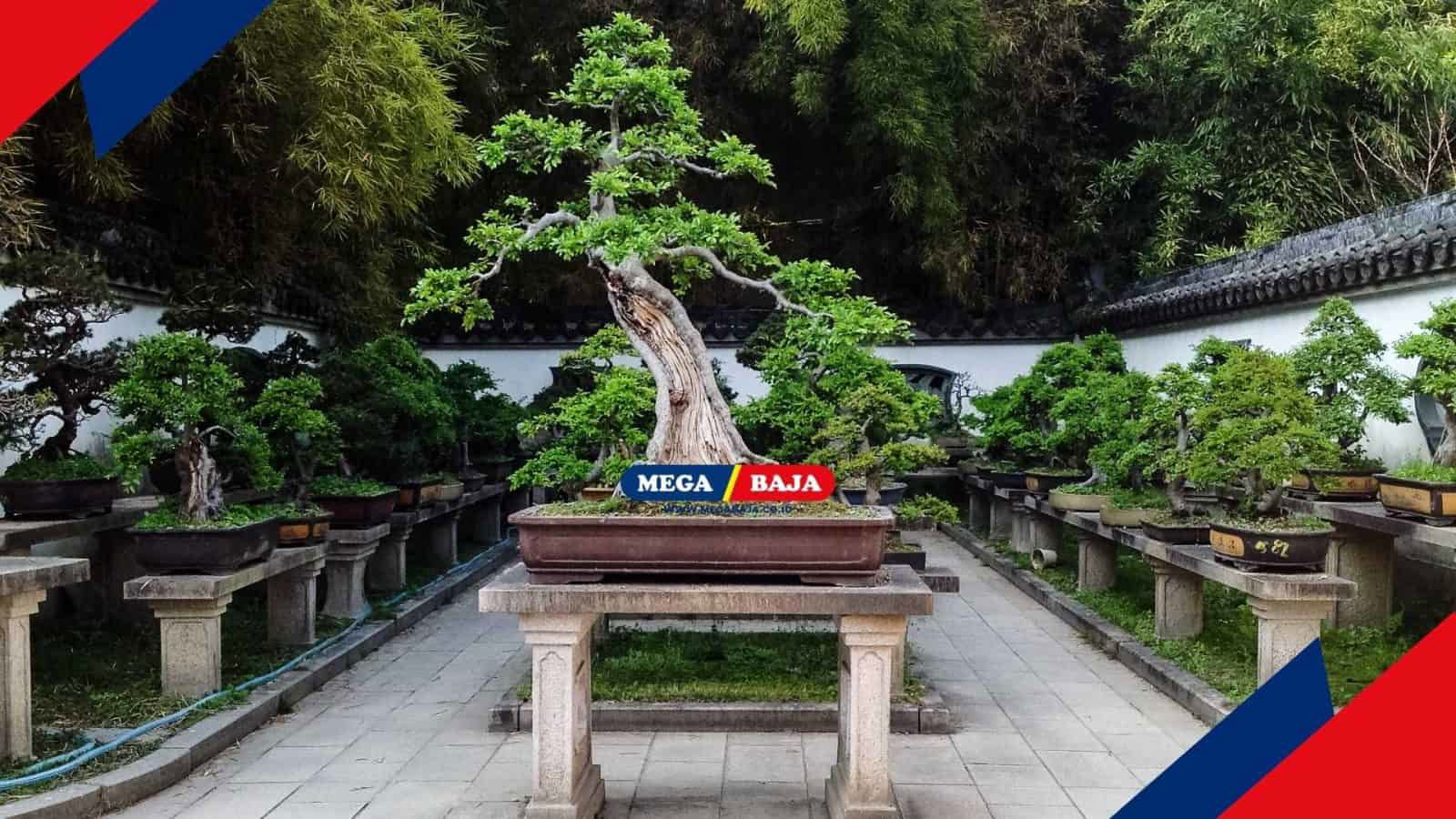 Tanaman Bonsai_ Kecantikan Alam dalam Pot Kecil