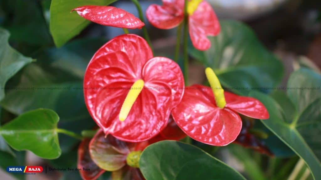 Anthurium