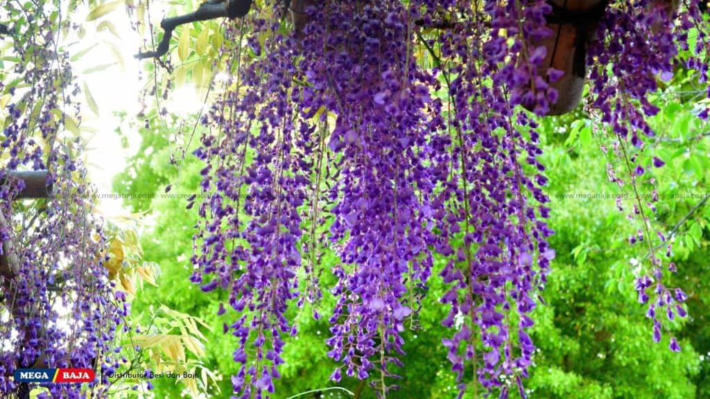 Japanese Wisteria