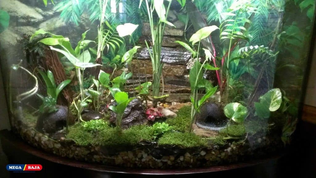 Komponen Paludarium Mini