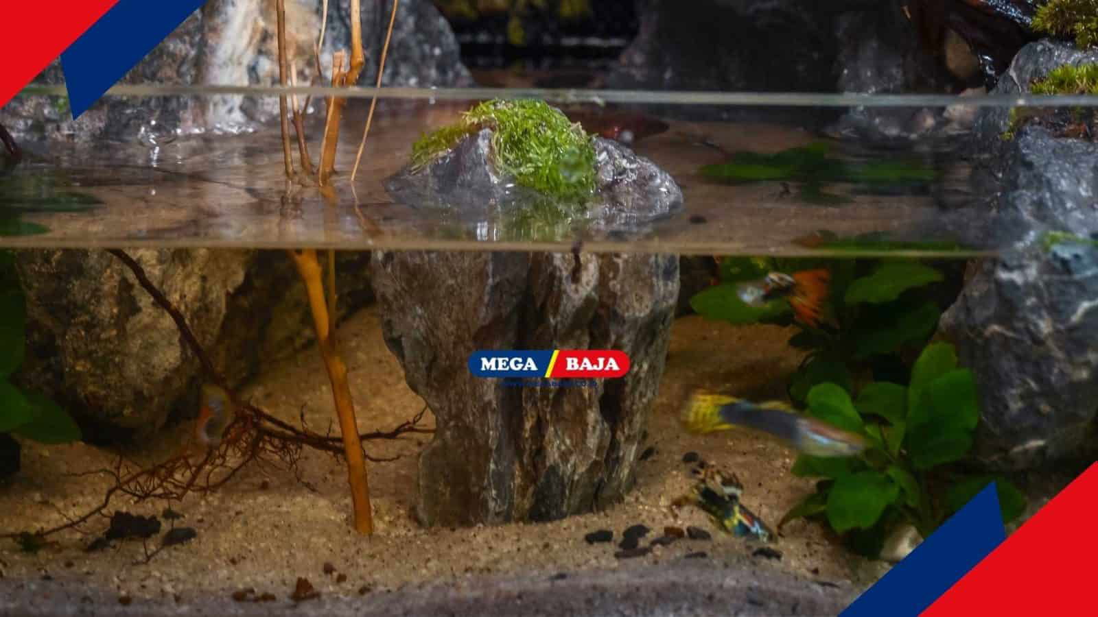 Paludarium_ Ini Manfaat, Cara Membuat dan Cara Merawatnya