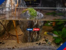 Paludarium_ Ini Manfaat, Cara Membuat dan Cara Merawatnya